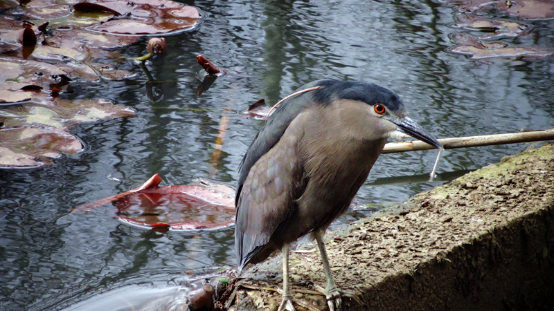 Nycticorax nycticorax obscurus ( Bonaparte )