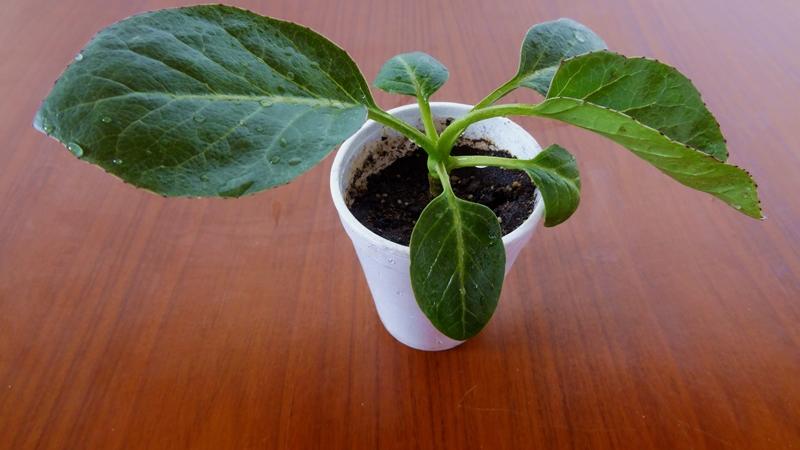 Dendroseris litoralis, col de Juan Fernández