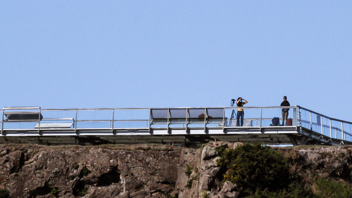 observación cetáceos