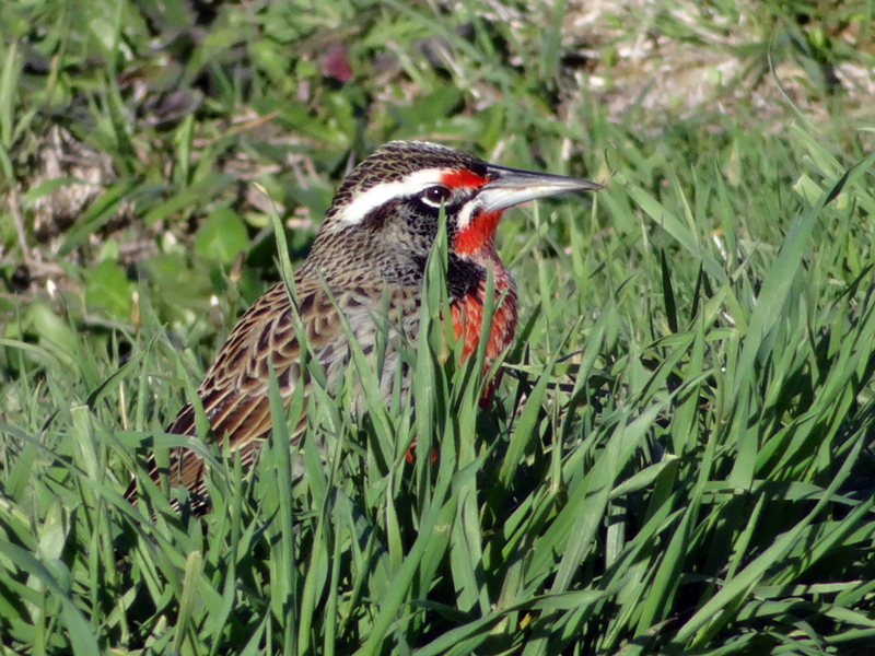 Aves que frecuentan el museo