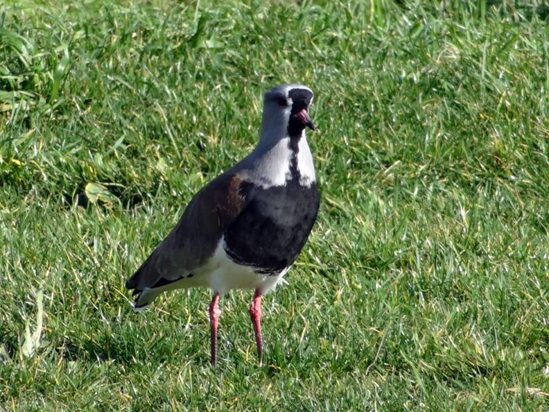 Treile, Vanellus chilensis