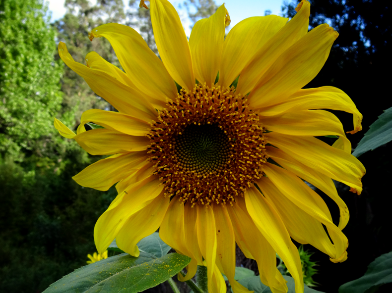 Flor de maravilla, Helianthus annuus