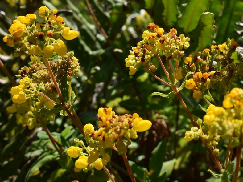 Capachito o zapatito: nativa medicinal y ornamental