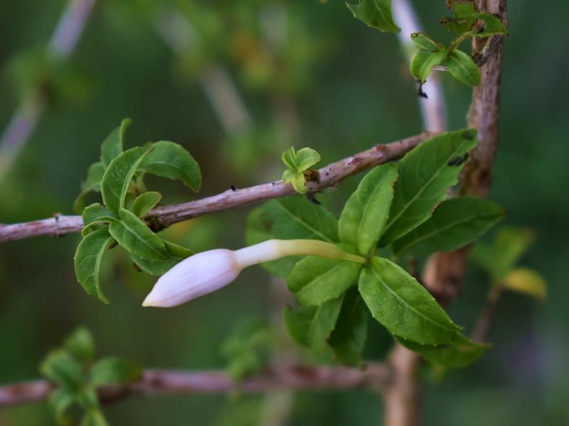 Chilco blanco en botón