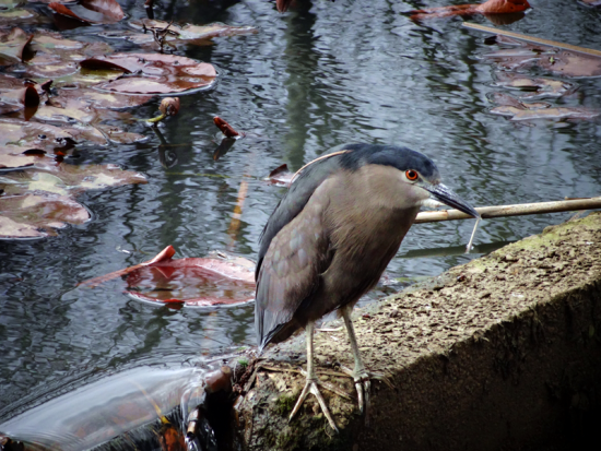 Nycticorax nycticorax obscurus ( Bonaparte )