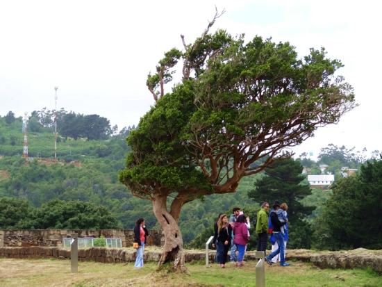 Luma apiculata (DC.) Burret