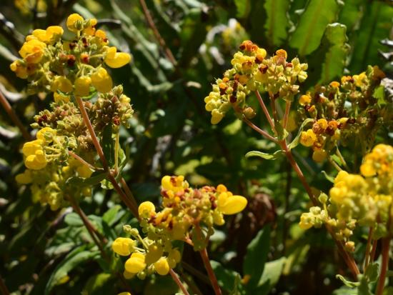 Capachito o zapatito: nativa medicinal y ornamental